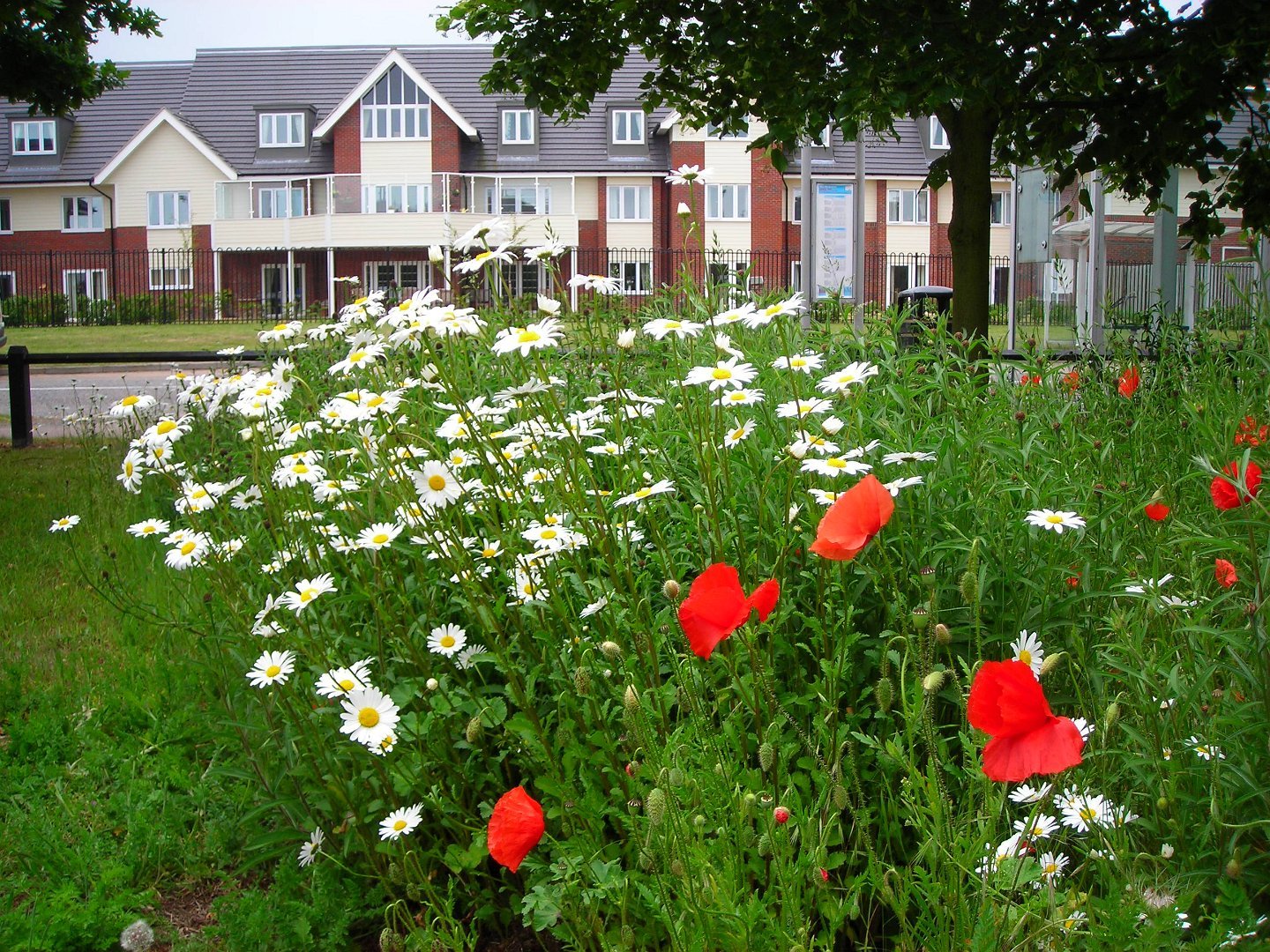 A vibrant cluster of white daisies and bright red poppies blooming in a green space in front of the Alice Grange residential building in Kesgrave.